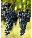Amalfi Coast wine guide